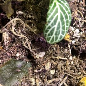 Photo of the plant species Downy Rattlesnake Plantain by @RichBasil8 named Marley on Greg, the plant care app