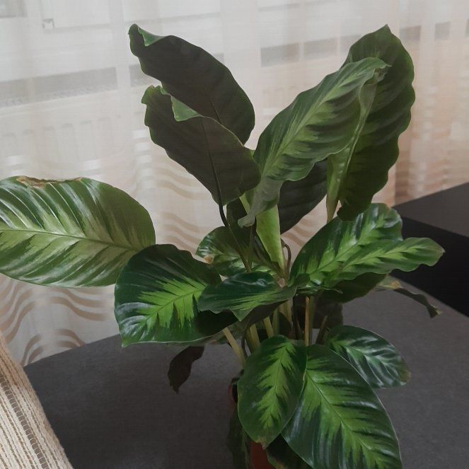Photo of the plant species Calathea 'Misto' by @TryGray24 named Nemo Misto 1 on Greg, the plant care app