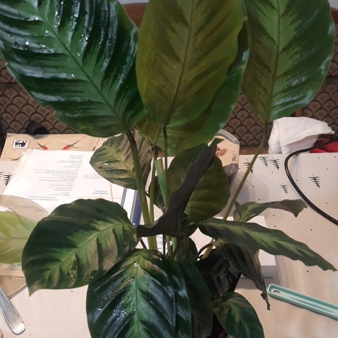 Photo of the plant species Calathea 'Misto' by @TryGray24 named Messi Misto 2 on Greg, the plant care app