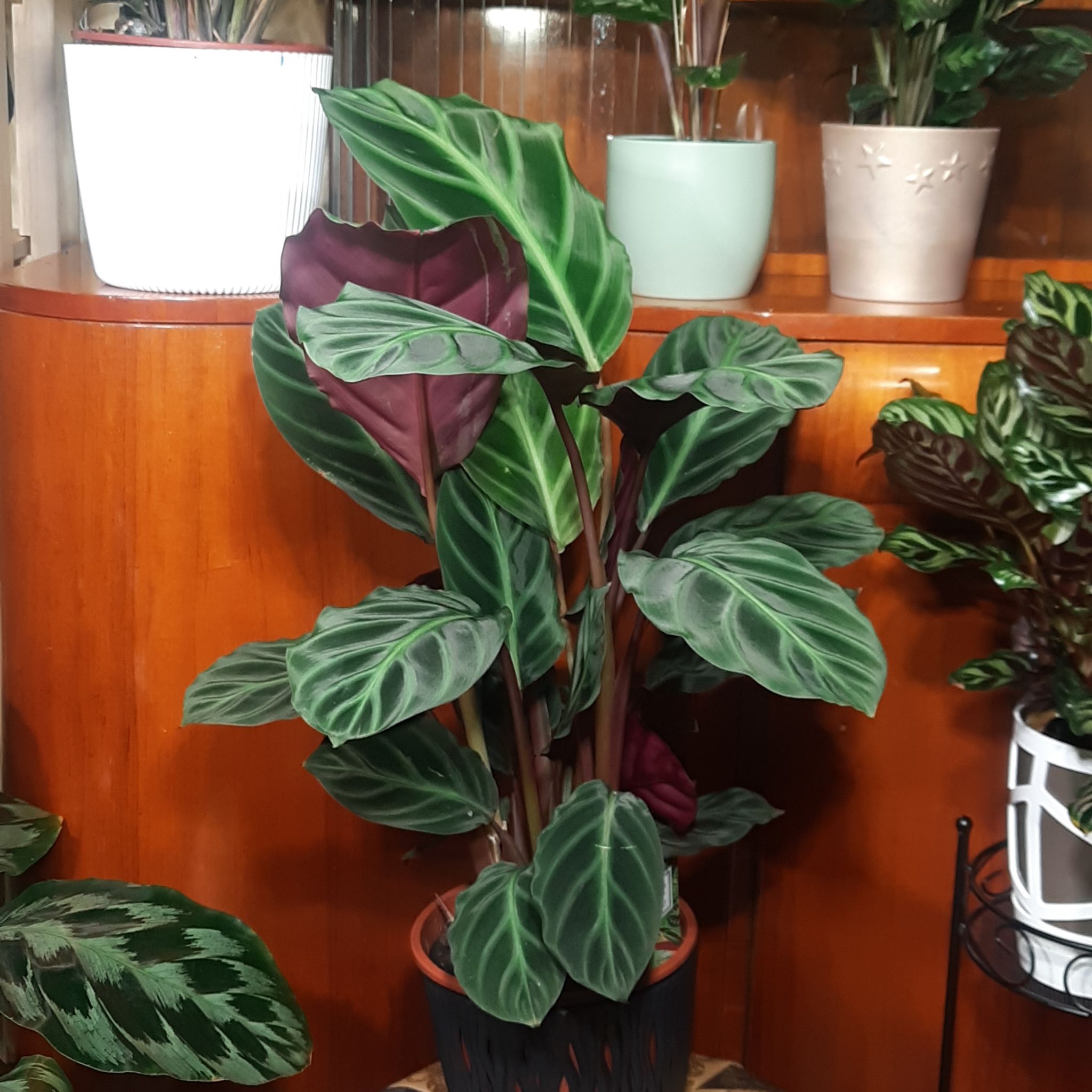 Photo of the plant species Red Zebrina Calathea by @TryGray24 named Calathea Ecuadoriana on Greg, the plant care app