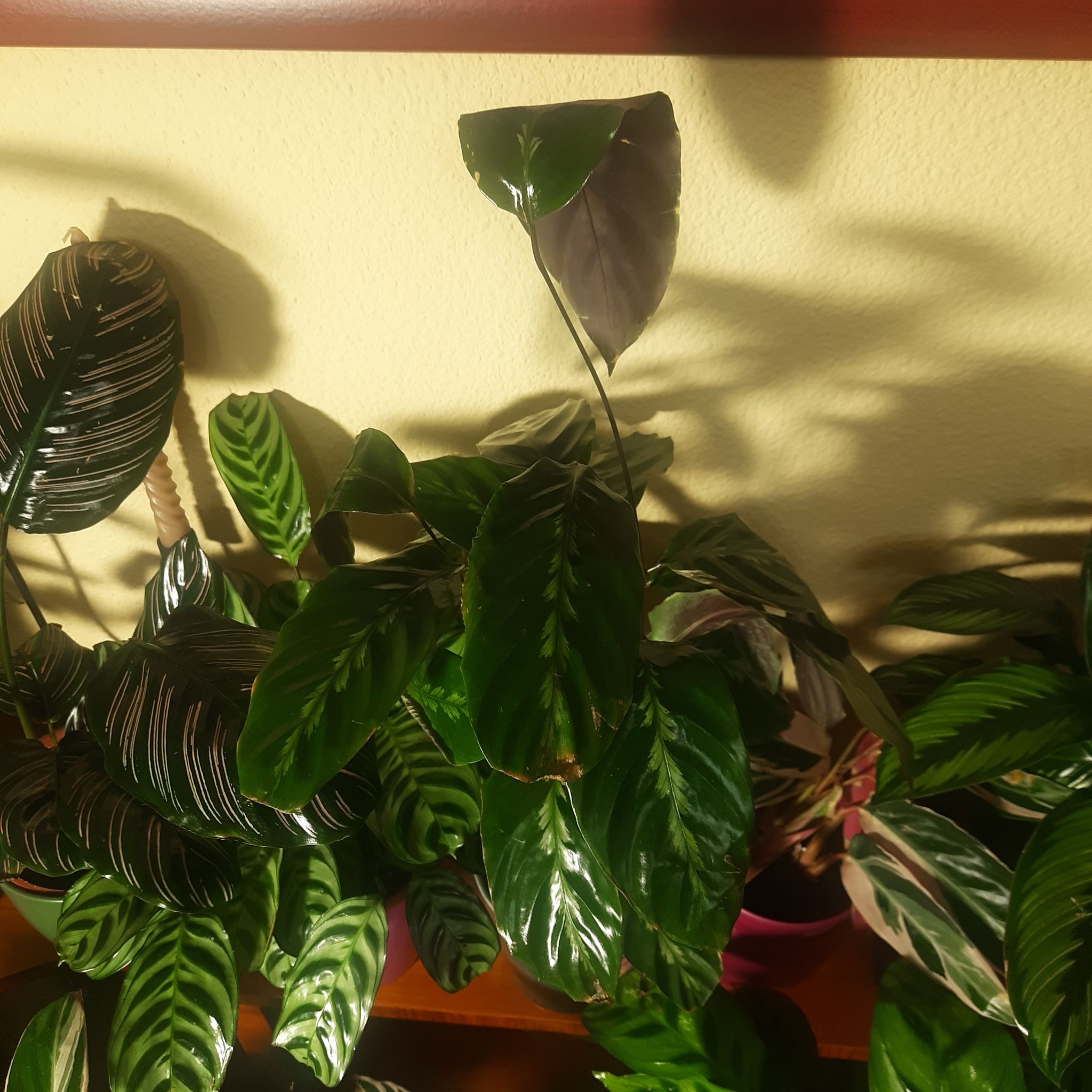 Photo of the plant species Prayer Plant 'Maui Queen' by @TryGray24 named Rosa Maui Queen on Greg, the plant care app