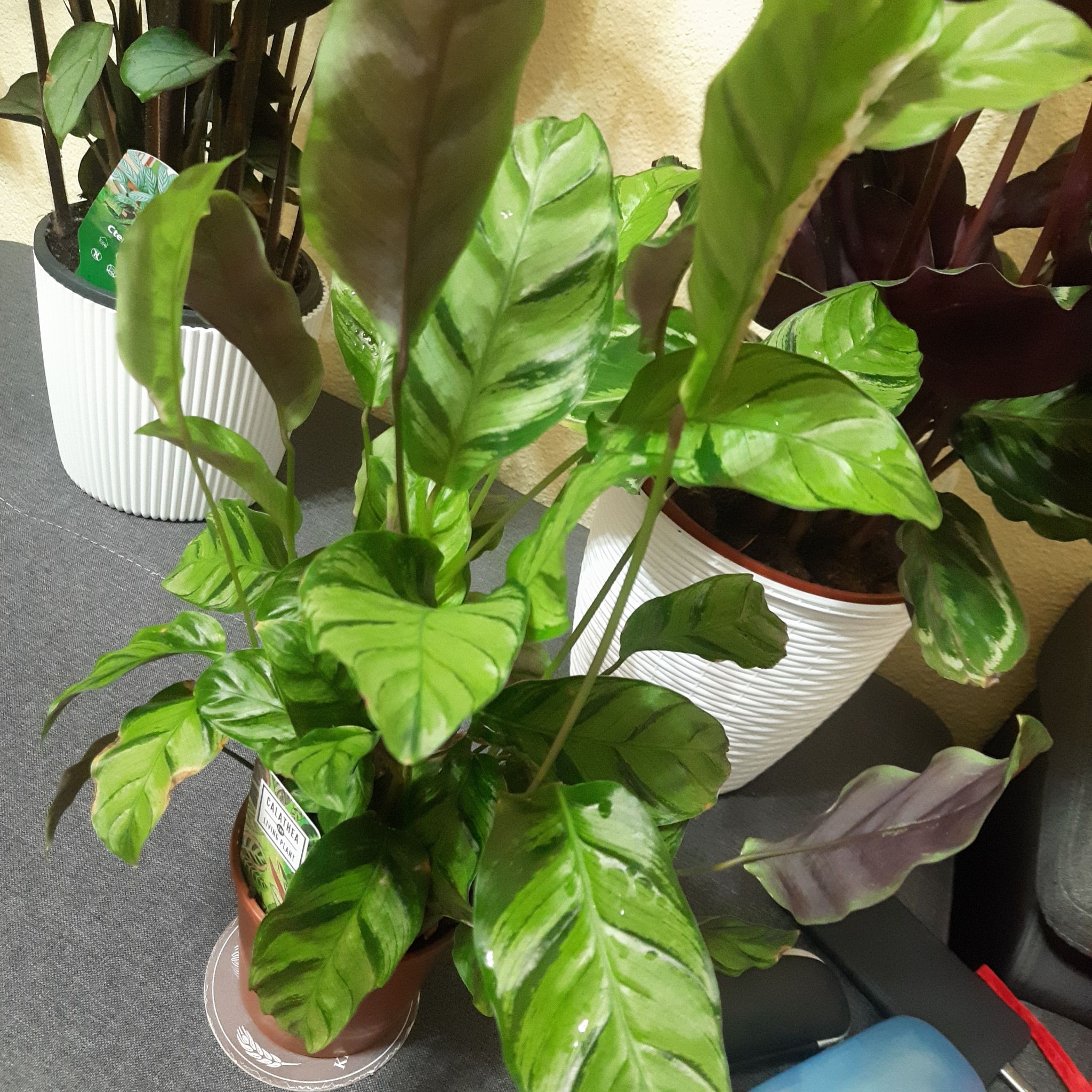 Plant care for calathea on Greg, the plant care app