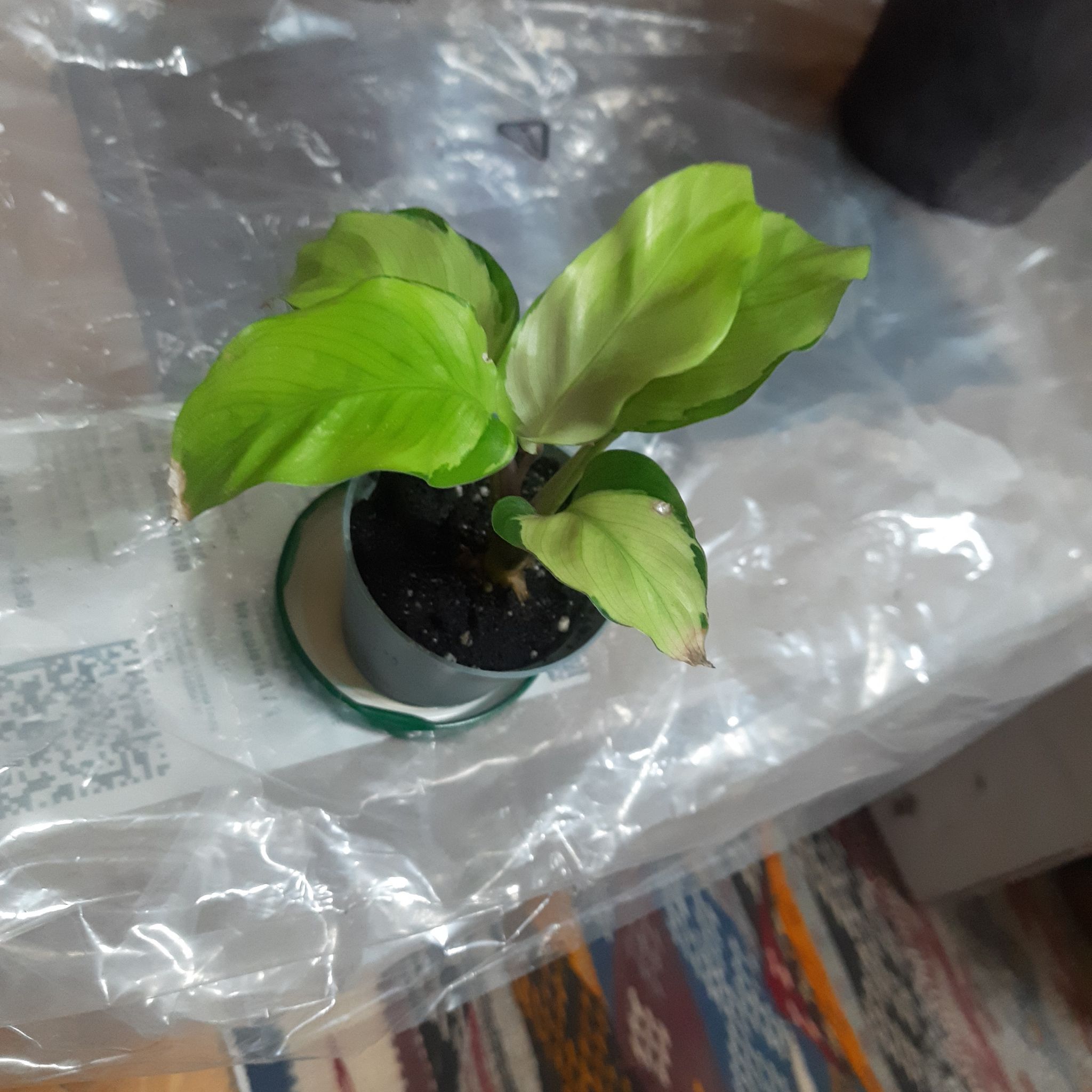 Photo of the plant species Calathea Yellow Fusion by @TryGray24 named Clathea Yellow Miracle on Greg, the plant care app