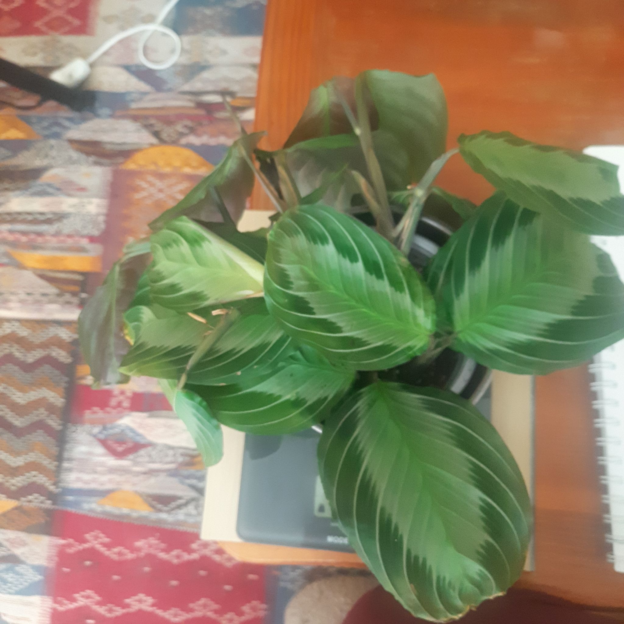 Photo of the plant species Maranta silver band prayer plant by @TryGray24 named Maranta silver band 1 on Greg, the plant care app