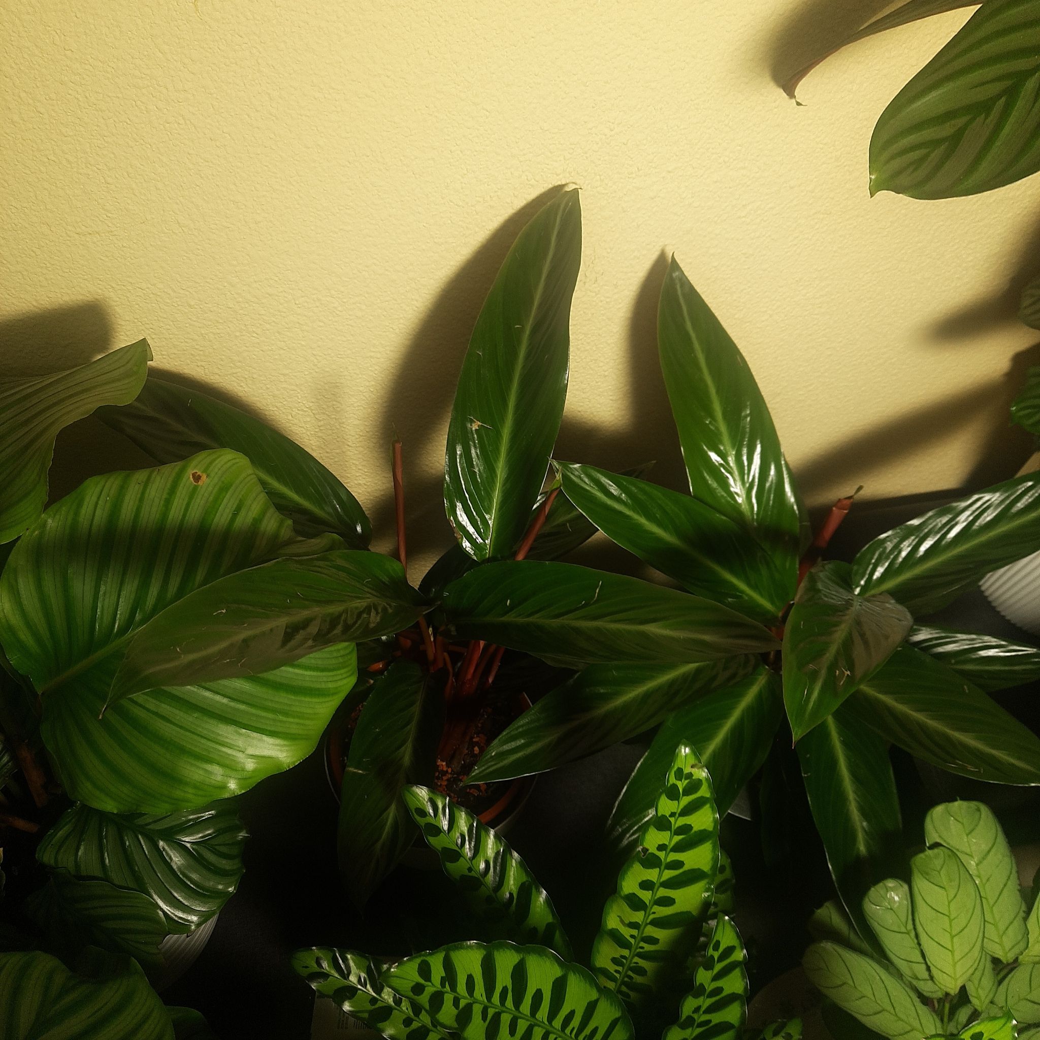 Photo of the plant species Stromanthe sanguinea 'Stripestar' by @TryGray24 named Demi Stromanthe 1 on Greg, the plant care app