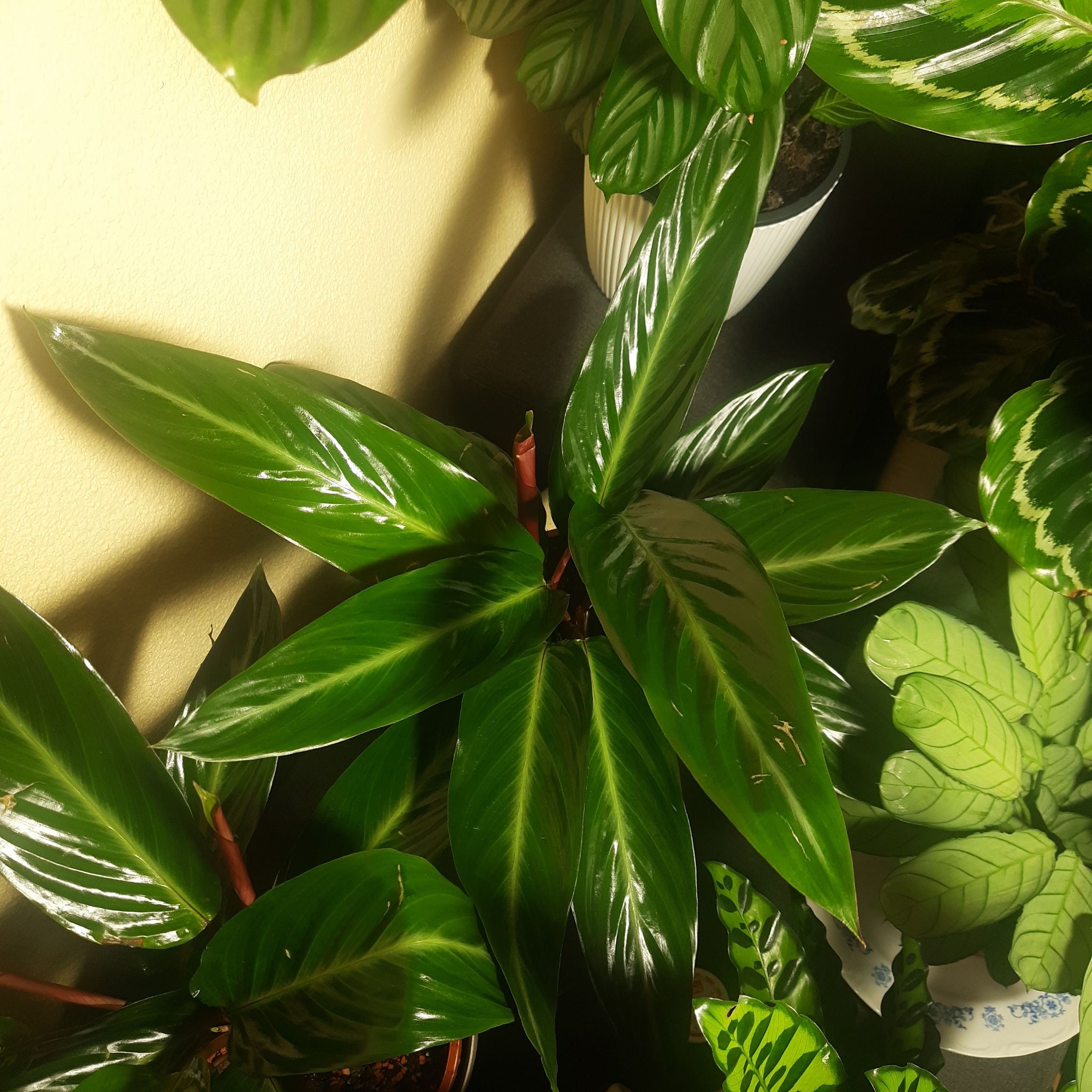 Photo of the plant species Stromanthe sanguinea 'Stripestar' by @TryGray24 named Tree Diddy Stromanthe 2 on Greg, the plant care app