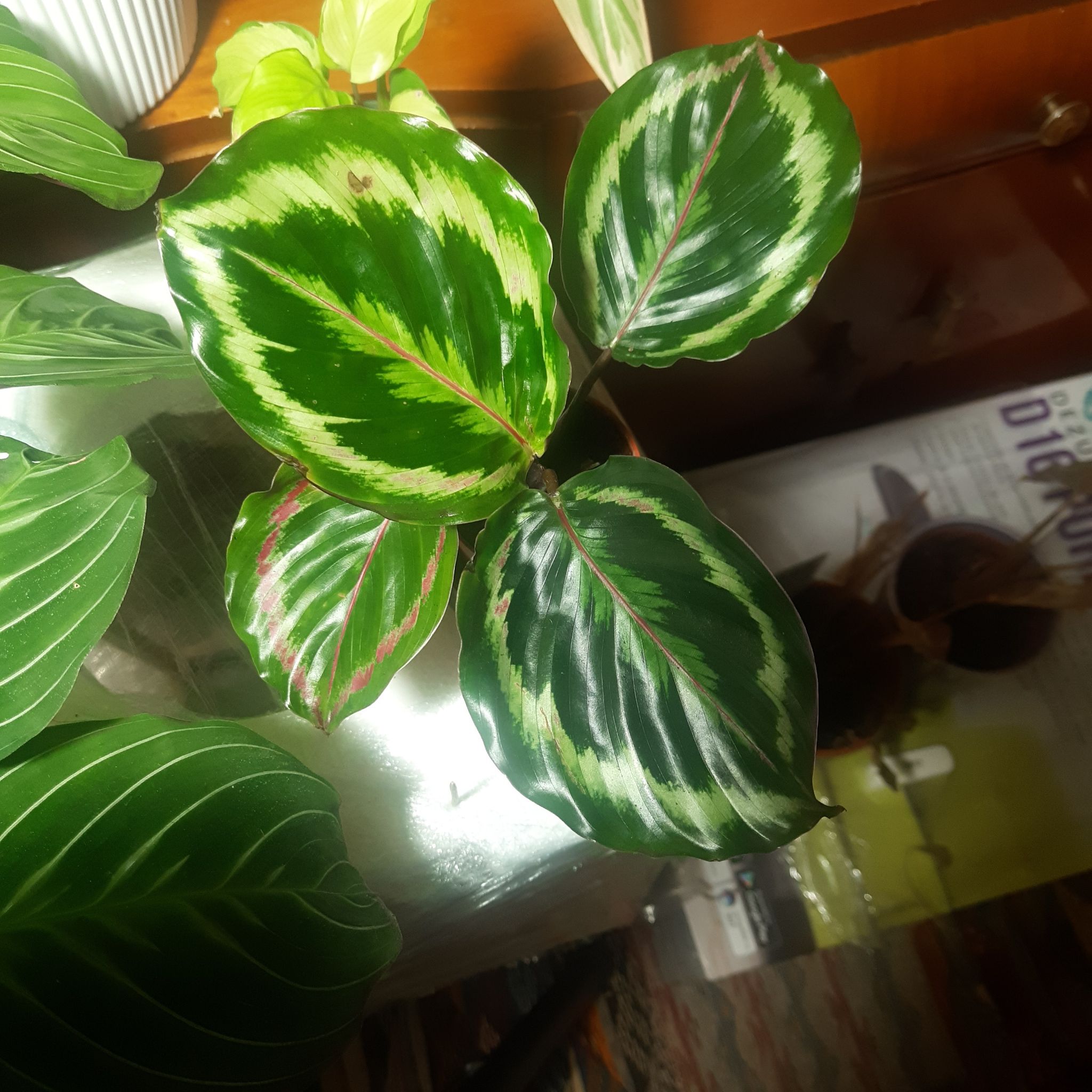 Photo of the plant species Calathea Illustris by @TryGray24 named Sherlock Roseopicta on Greg, the plant care app