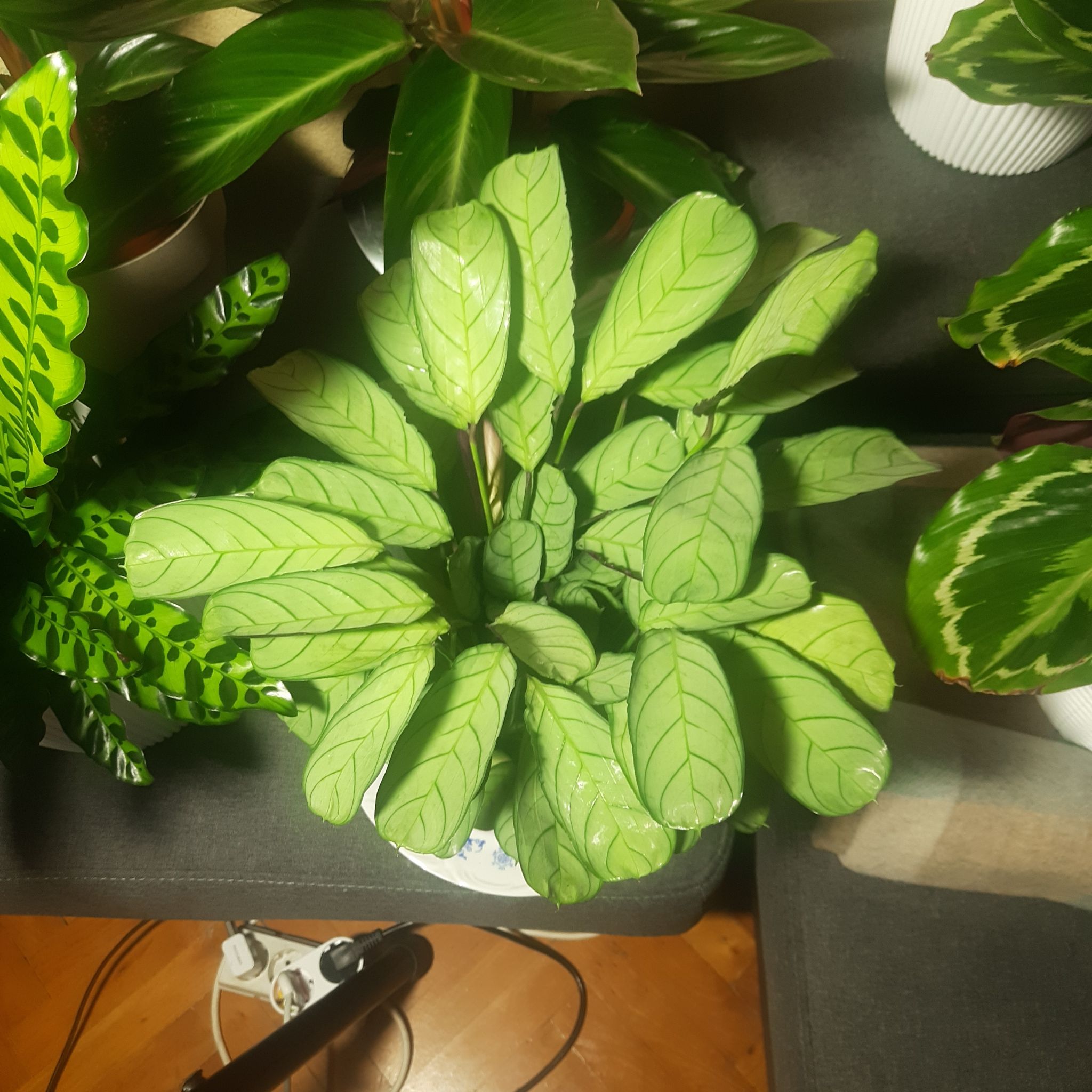 Photo of the plant species Never Never Plant by @TryGray24 named Sherlock Burle Amagris on Greg, the plant care app