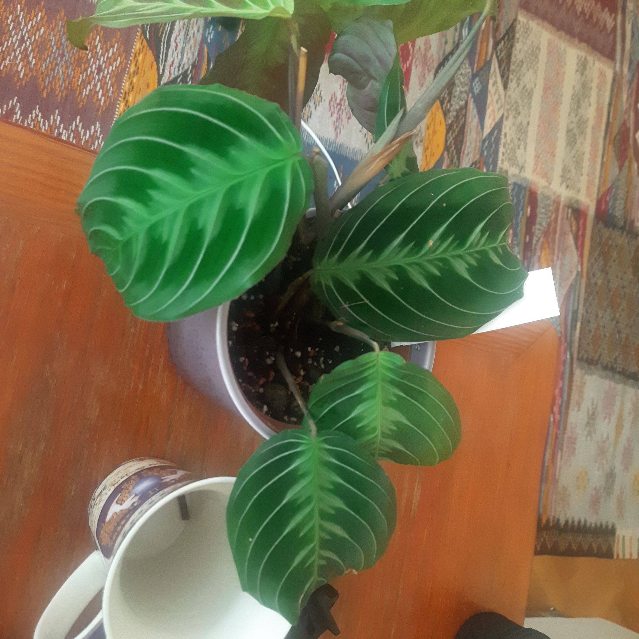 Photo of the plant species Black Prayer Plant by @TryGray24 named Maranta Massangeana 1 Black Prayer on Greg, the plant care app
