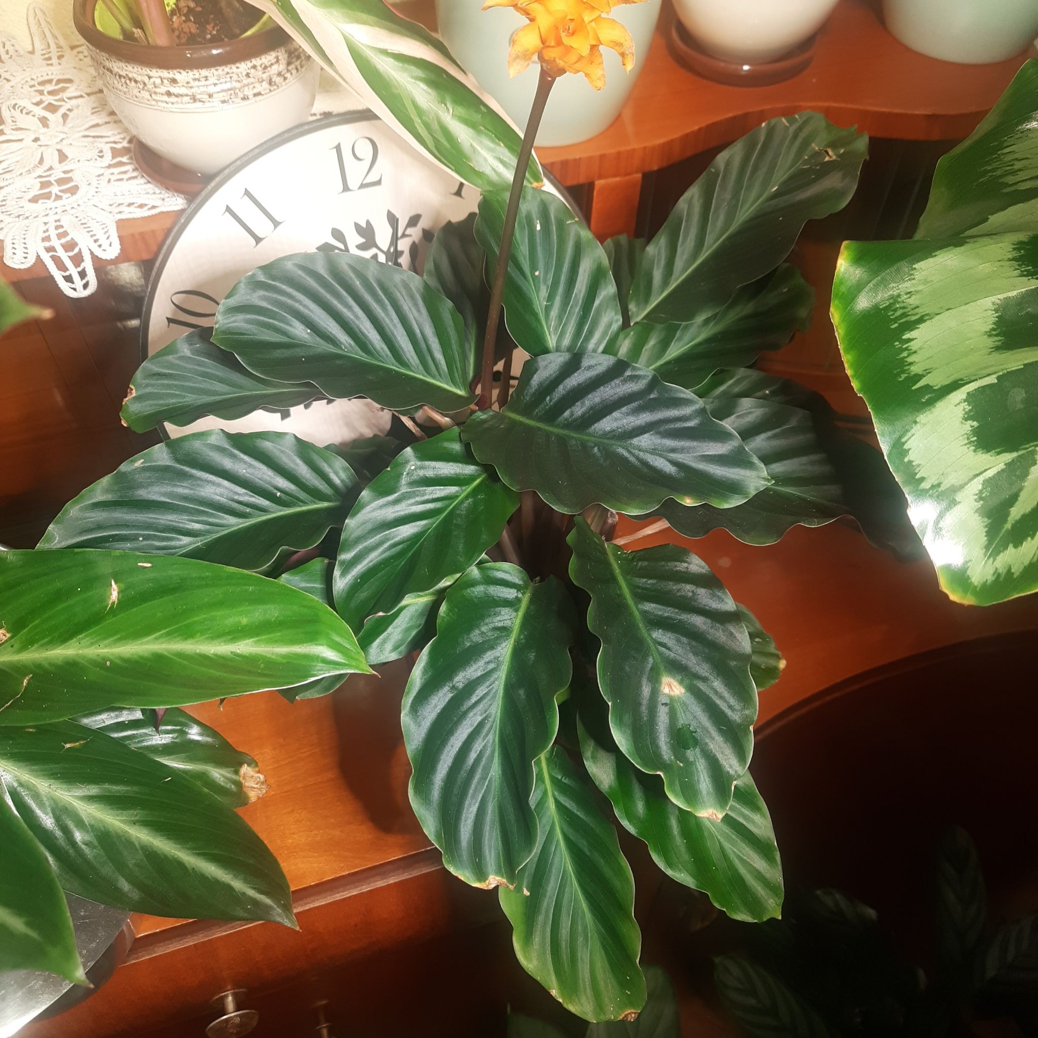Photo of the plant species Goeppertia crocata by @TryGray24 named Mando on Greg, the plant care app