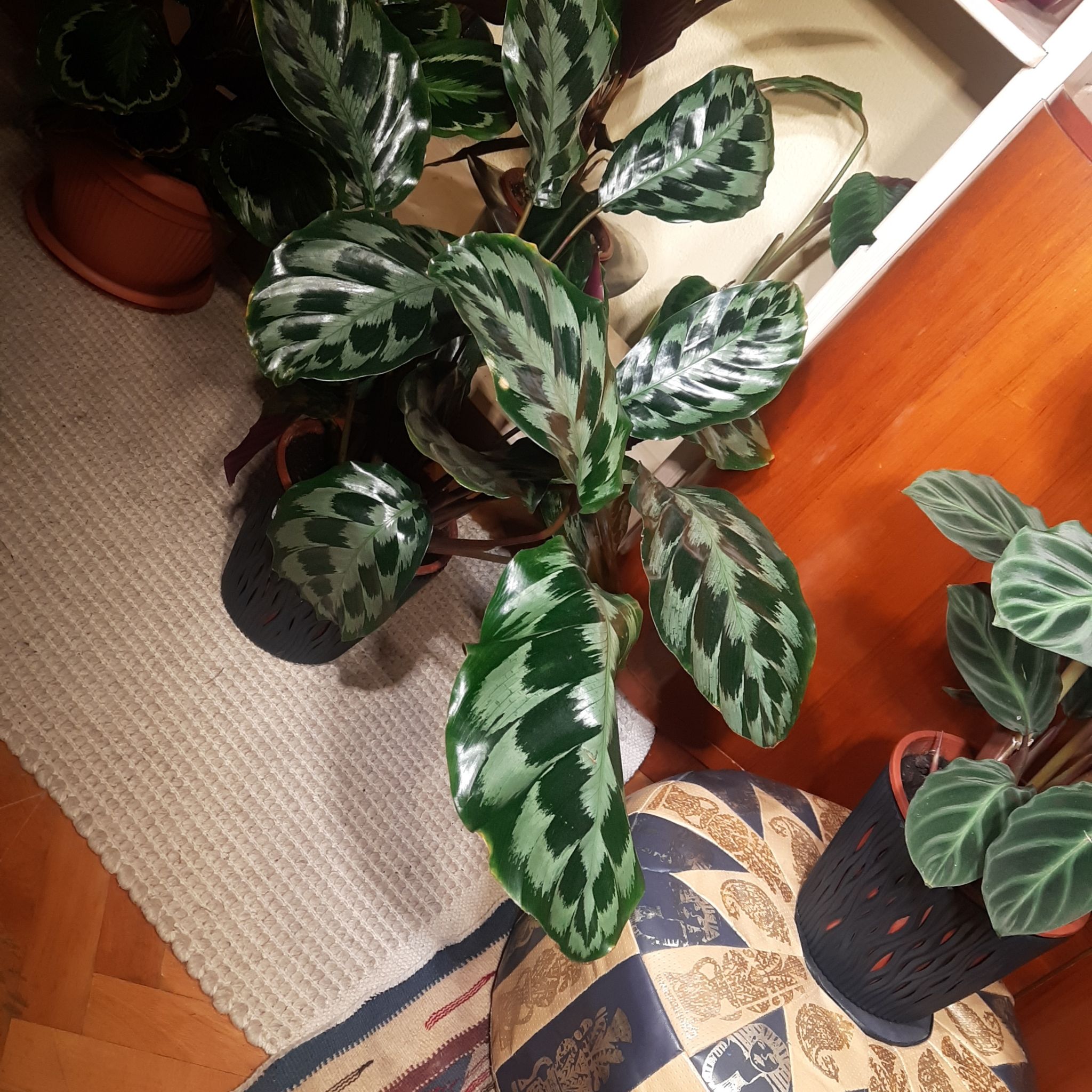 Photo of the plant species Calathea 'Helen Kennedy' by @TryGray24 named Denali on Greg, the plant care app