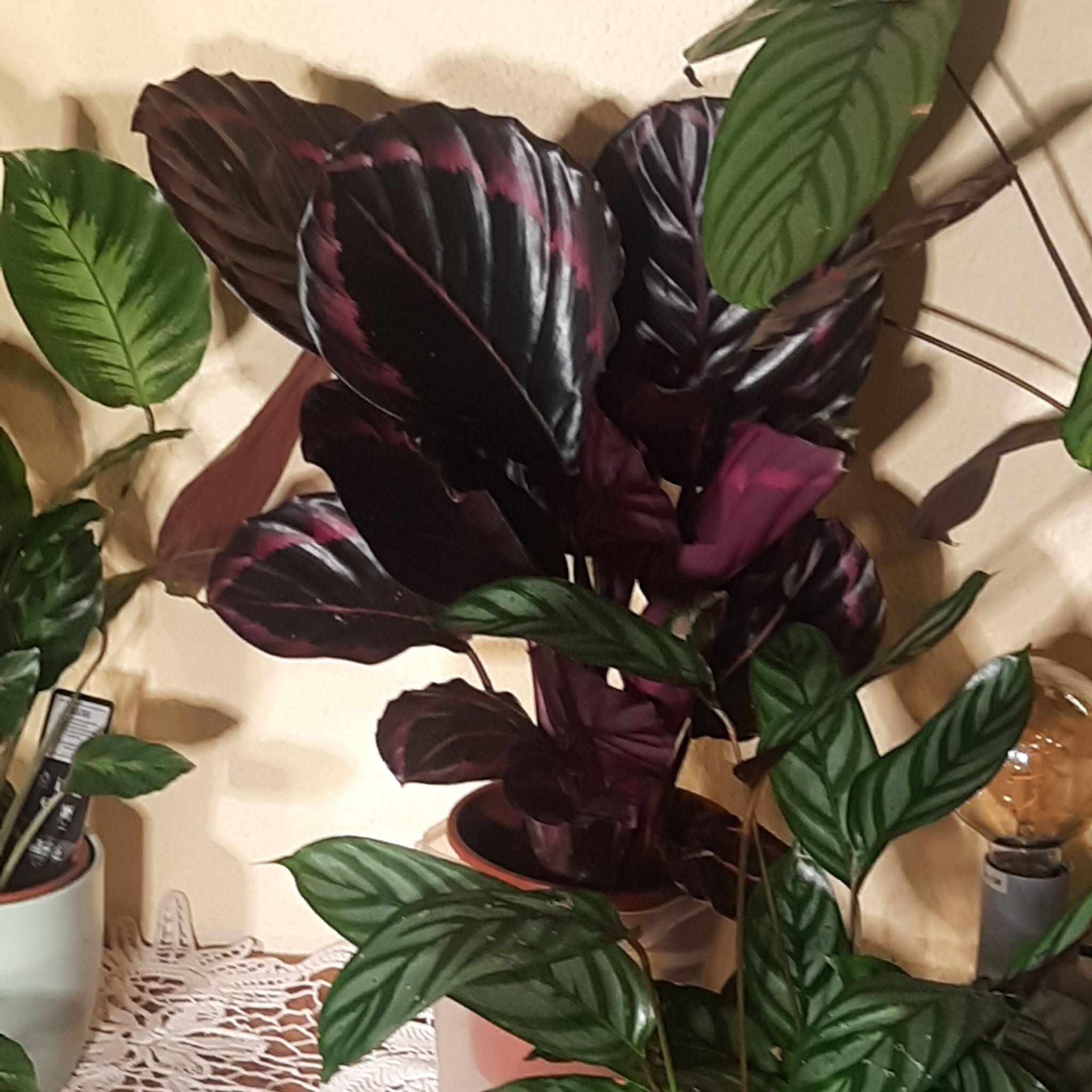 Photo of the plant species Calathea Surprise Star by @TryGray24 named Taylor Swift on Greg, the plant care app