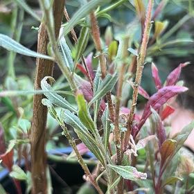 Photo of the plant species Gaura by @StackedGinger23 named Demi on Greg, the plant care app