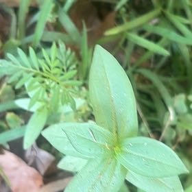 Photo of the plant species Peruvian Zinnia by @StackedGinger23 named LiloStitch on Greg, the plant care app