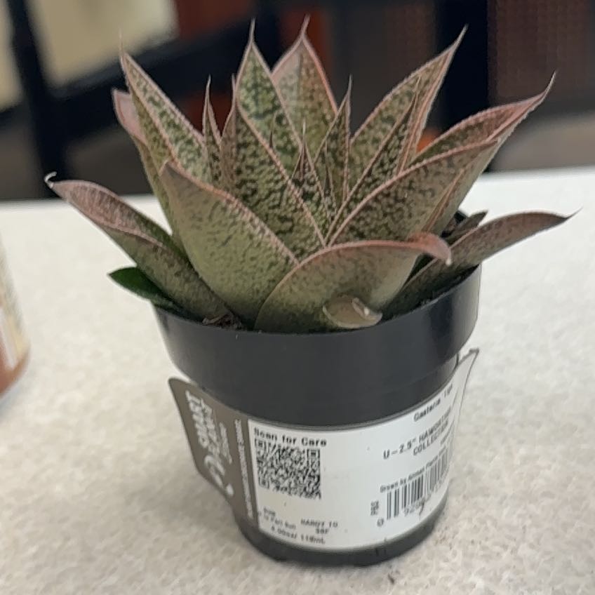 Photo of the plant species Gasteria Tiga by @ClubbyWeed36 named Beckham on Greg, the plant care app