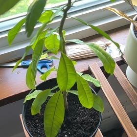 Photo of the plant species pomelo by @YernTaro64 named Hemingway on Greg, the plant care app