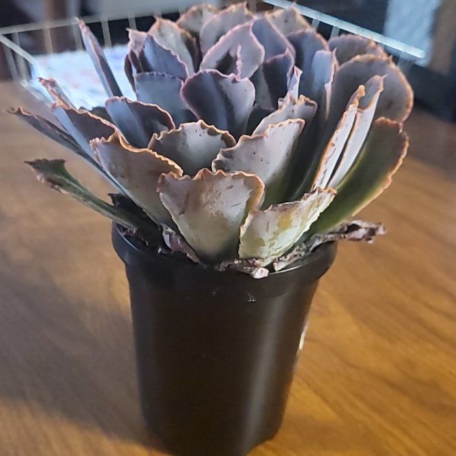 Photo of the plant species Succulent by @HappyCowbane62 named Cleopatra on Greg, the plant care app