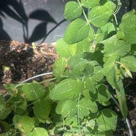 Photo of the plant species Peas by @ZingFrithia73 named Bigleef Smalls on Greg, the plant care app