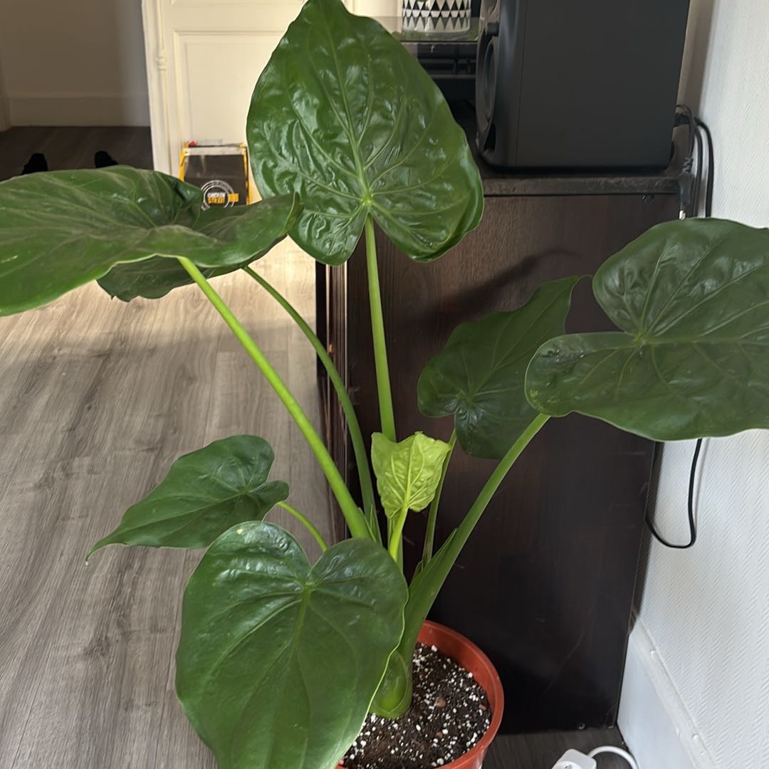 Photo of the plant species Elephant Ear by @SisterlyMahoe93 named Elina on Greg, the plant care app