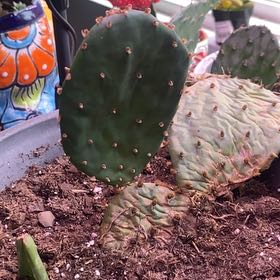 Photo of the plant species Grassland Prickly Pear by @TimelyLungwort named Leaf Erickson on Greg, the plant care app