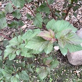 Photo of the plant species Eastern Ninebark by @CharmingKiekie named Coco on Greg, the plant care app