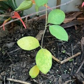 Photo of the plant species Lonicera Ciliosa by @HeartyPalesedge named Walt on Greg, the plant care app