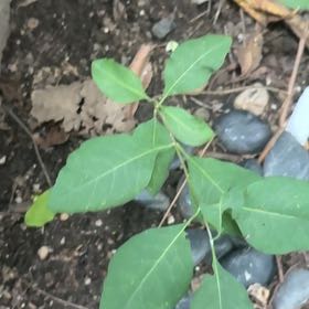 Photo of the plant species European Spindle by @HeartyPalesedge named Austen on Greg, the plant care app