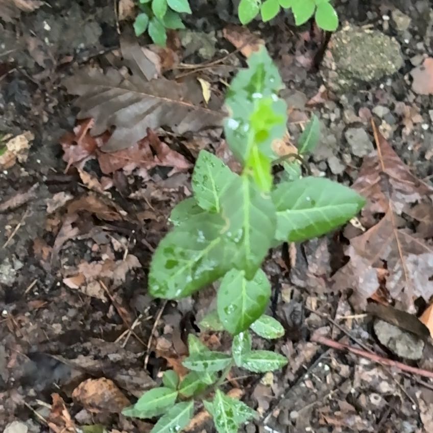 Photo of the plant species Fortune's Spindle by @HeartyPalesedge named Emerson on Greg, the plant care app