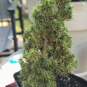 Photo of the plant species Jean's Dilly Alberta Spruce by @ChicAgave26 named Naomi on Greg, the plant care app