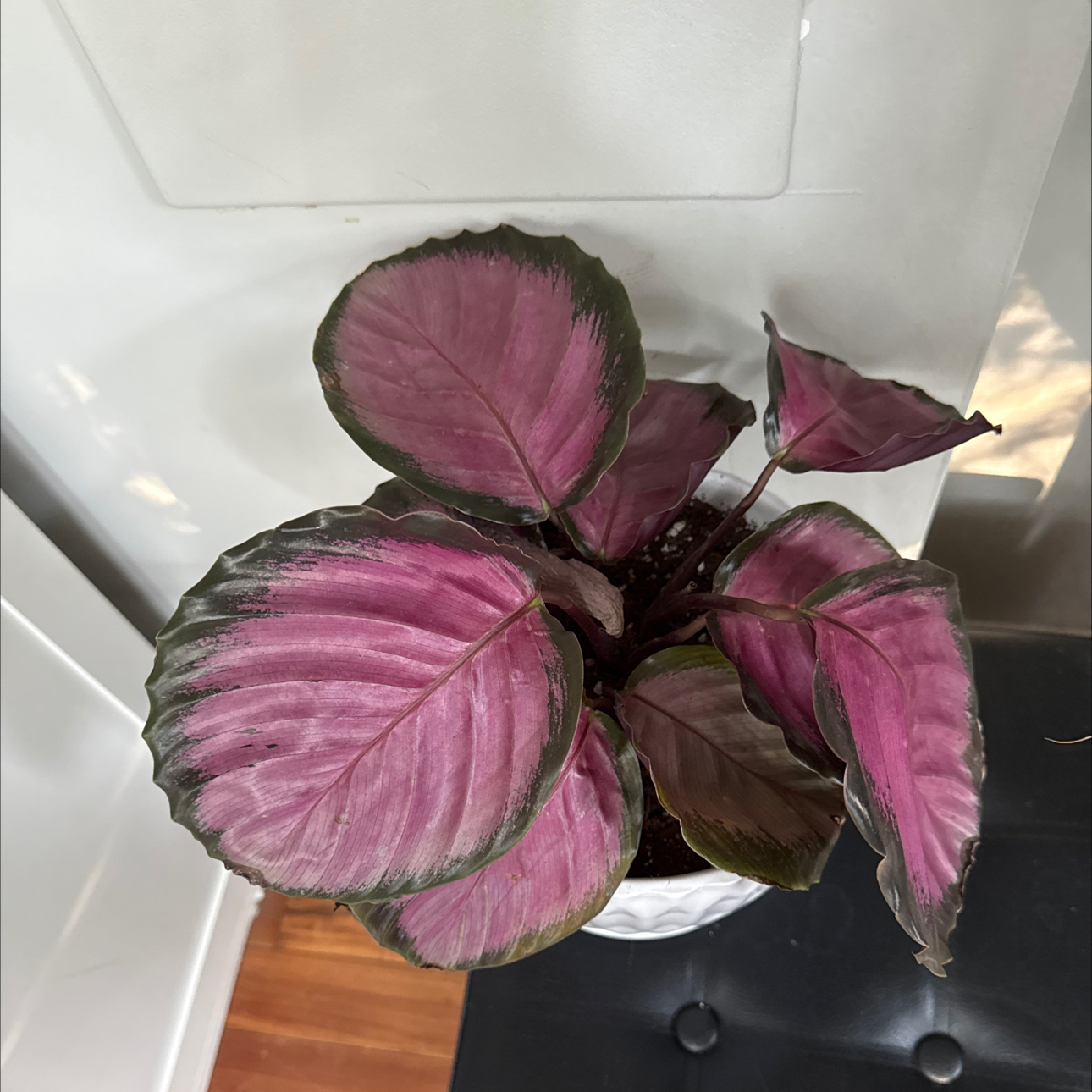 Photo of the plant species Calathea 'Pink Star' by @SuperiorTaraire named Watermelon on Greg, the plant care app