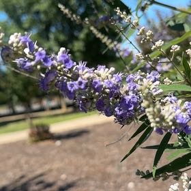 Photo of the plant species Chaste Tree by @SoulmateMelon94 named Leonardo on Greg, the plant care app