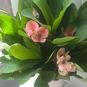 Photo of the plant species Euphorbia millotii by @GiddyTawa62 named Beckham on Greg, the plant care app