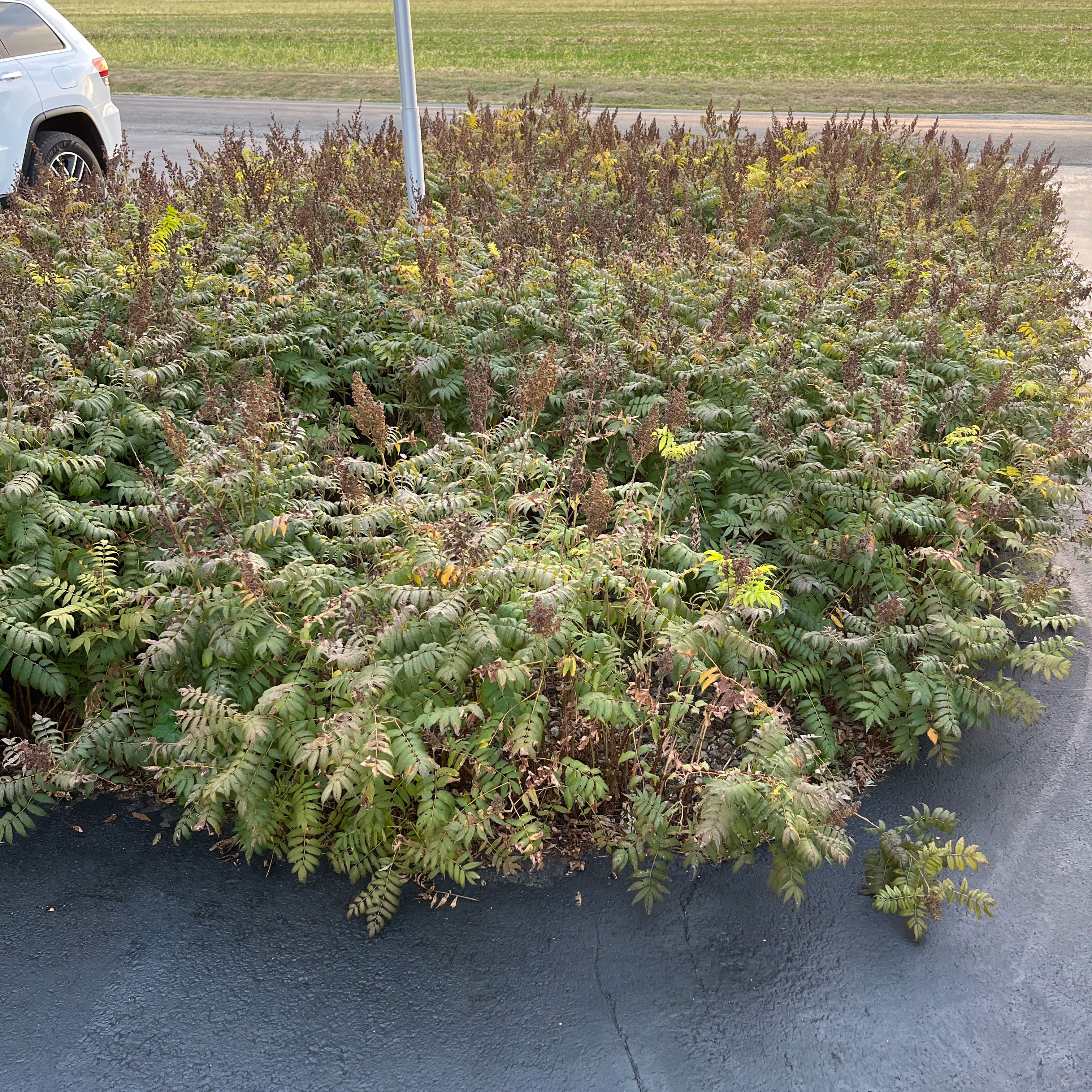 Photo of the plant species False Spiraea by @AllegiantAnise named Gates on Greg, the plant care app