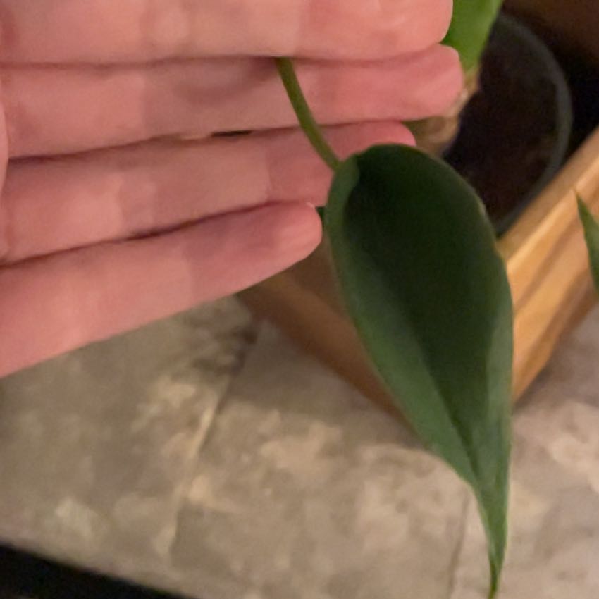 Photo of the plant species Tiny Dancer by @WillRamshorn12 named Sol on Greg, the plant care app