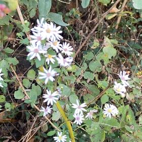 Photo of the plant species Heath Aster by @CasualOmnom9 named Sanders on Greg, the plant care app