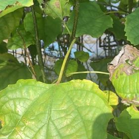 Photo of the plant species Rose Glorybower by @CasualOmnom9 named Remington on Greg, the plant care app