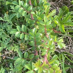 Photo of the plant species Mastic by @CasualOmnom9 named Rainier on Greg, the plant care app