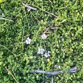 Photo of the plant species Thyme-Leafed Gratiola by @CasualOmnom9 named Surya on Greg, the plant care app