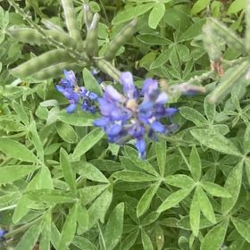 Photo of the plant species Texas Bluebonnet by @CasualOmnom9 named Kardashian on Greg, the plant care app