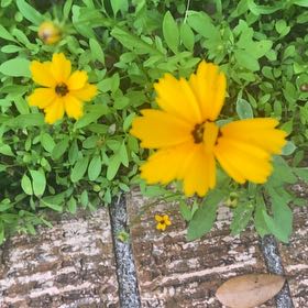 Photo of the plant species Lanceleaf Tickseed by @CasualOmnom9 named LiloStitch on Greg, the plant care app