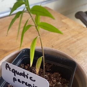 Photo of the plant species Milkweed by @CasualOmnom9 named Milky on Greg, the plant care app