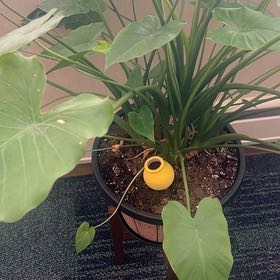 Photo of the plant species Alocasia gagaena 'California' by @JazzyMountain73 named Bieber on Greg, the plant care app