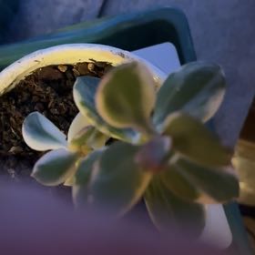 Photo of the plant species Verigated Jade by @PerkyGrasspea80 named Jaded on Greg, the plant care app