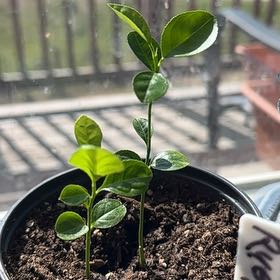 Photo of the plant species Grapefruit Tree by @PerkyGrasspea80 named Ruby on Greg, the plant care app