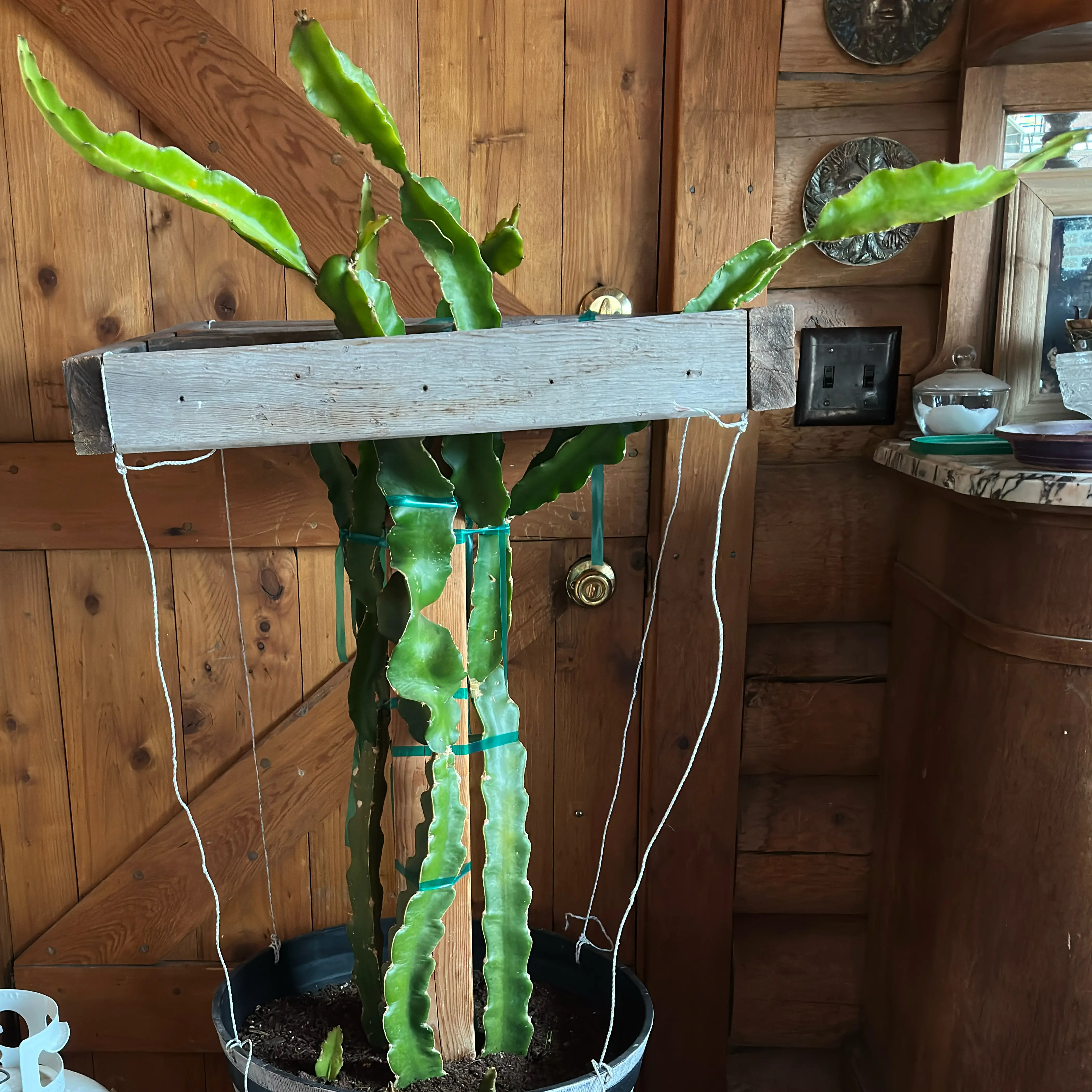 Photo of the plant species American Beauty Dragon Fruit by @PerkyGrasspea80 named Austen on Greg, the plant care app
