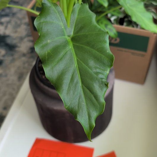 Photo of the plant species Elephant Ears by @YeveRosequartz named Sherlock on Greg, the plant care app