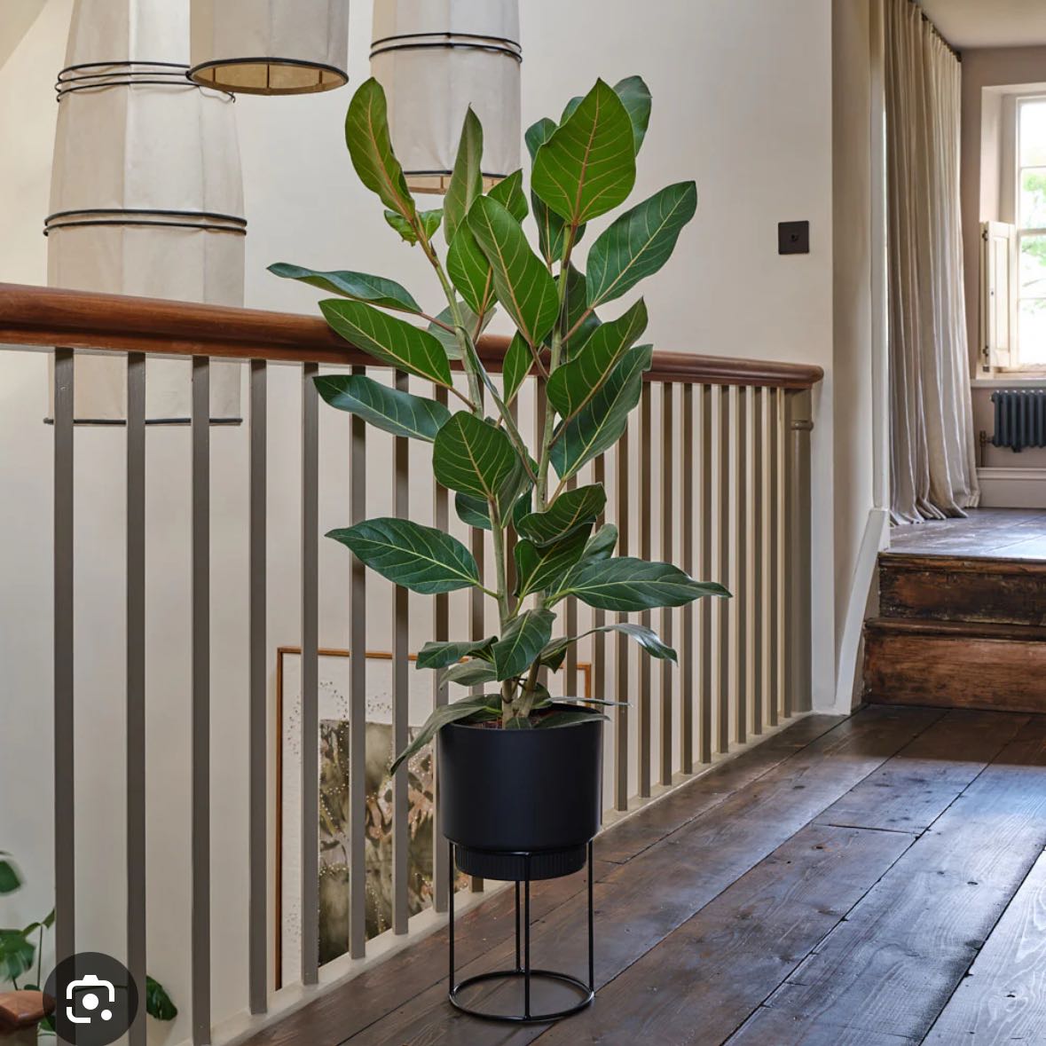 Photo of the plant species Ficus Joy by @TangibleMango93 named Tree Diddy on Greg, the plant care app