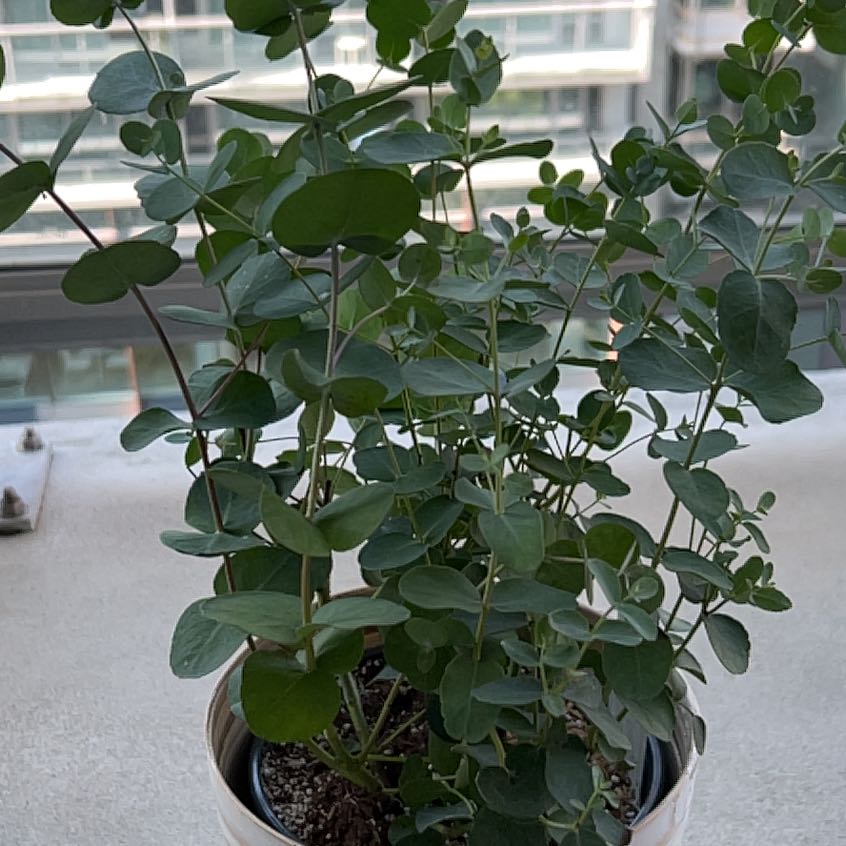 Photo of the plant species Cider gum by @ValiantCorrea named Harper on Greg, the plant care app