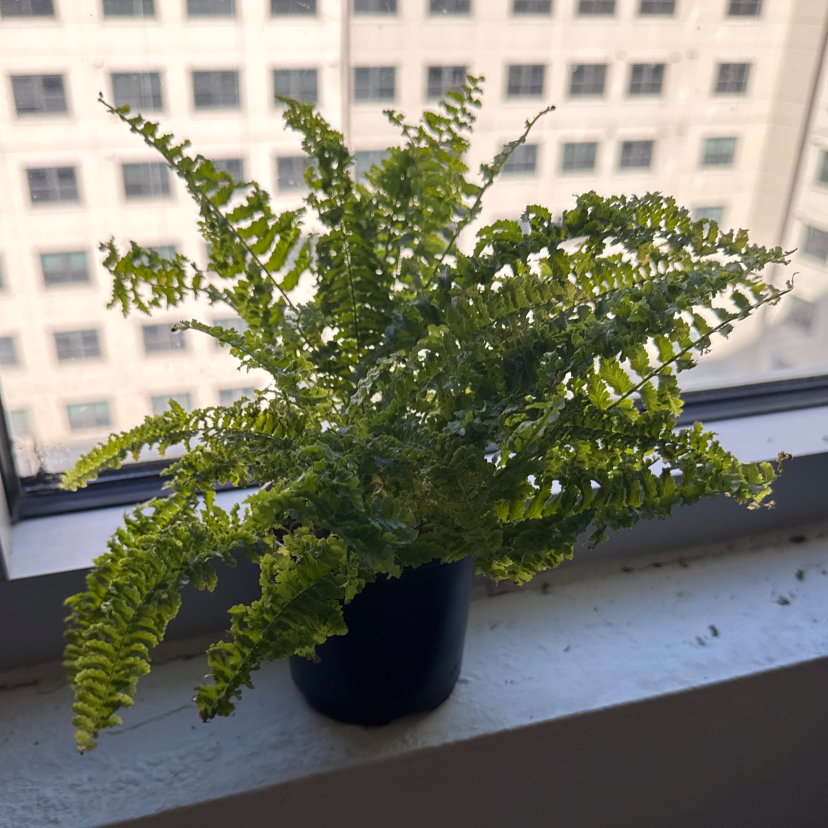 Photo of the plant species Fluffy Ruffles Fern by @PeakDracaena56 named Ruffles on Greg, the plant care app