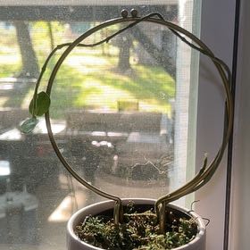 Photo of the plant species Hoya cummingiana sp. Bruno Purworejo by @ProTwister6 named Linda on Greg, the plant care app